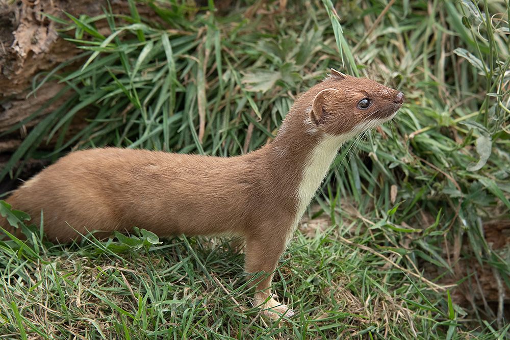 "As far as predators go, stoats are very good at what they do. They hunt all hours, live almost anywhere they can find a feed, and have a supercharged sense of smell. They can climb, cover long distances and even swim more than 1km. Born to live in climates with harsh winters, they've adapted to kill more than they need, stashing the rest for a rainy day. Here in Aotearoa New Zealand, where winters are kinder and food isn't as scarce, they're on the hunt year-round, regularly killing more than they need to survive." (Predator Free NZ newsletter)